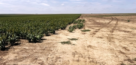 Cheyenne County Kansas Farmland For Sale - image 4