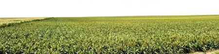 Cheyenne County Kansas Farmland For Sale - image 1