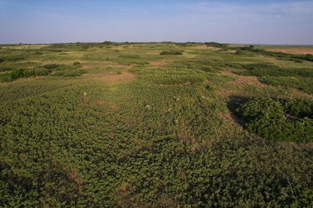 Prime Hunting Property Childress TX - 160 Acres - image 29