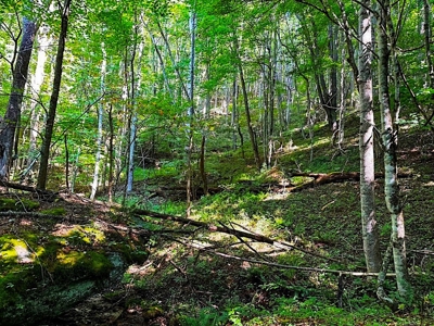 Grayson County VA Land For Sale - image 8