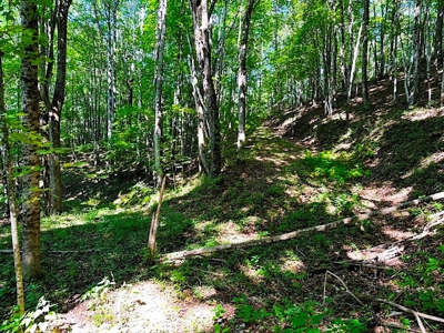 Grayson County VA Land For Sale - image 11