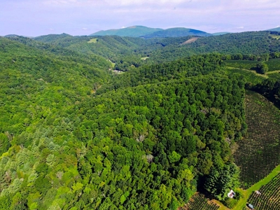 Grayson County VA Land For Sale - image 14