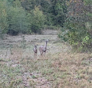 Prime Hunting Property in Southeast Oklahoma – A True Wildli - image 4