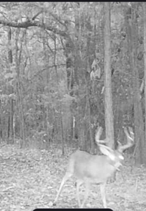 Prime Hunting Property in Southeast Oklahoma – A True Wildli - image 10