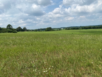 Online Auction featuring 31 Acres offered in One Parcel Only - image 4