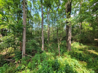 4.5 Acres bordering thousands of acres of public land in WI - image 22