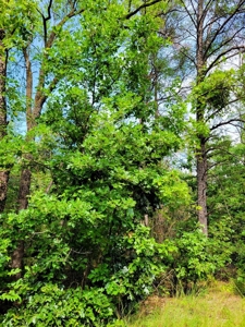4.5 Acres bordering thousands of acres of public land in WI - image 21