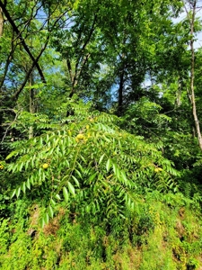 4.5 Acres bordering thousands of acres of public land in WI - image 12