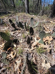 4.5 Acres bordering thousands of acres of public land in WI - image 11