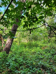 4.5 Acres bordering thousands of acres of public land in WI - image 13