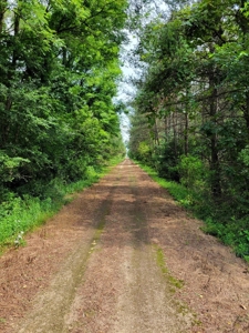 4.5 Acres bordering thousands of acres of public land in WI - image 2