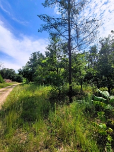 4.5 Acres bordering thousands of acres of public land in WI - image 20