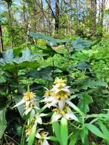 4.5 Acres bordering thousands of acres of public land in WI - image 17