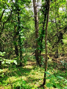 4.5 Acres bordering thousands of acres of public land in WI - image 16