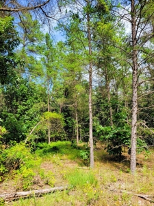 4.5 Acres bordering thousands of acres of public land in WI - image 19