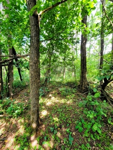 4.5 Acres bordering thousands of acres of public land in WI - image 7
