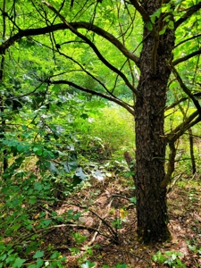 4.5 Acres bordering thousands of acres of public land in WI - image 8