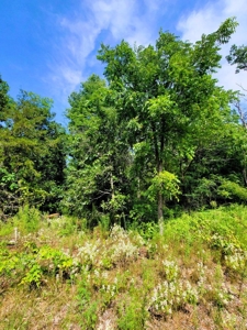 4.5 Acres bordering thousands of acres of public land in WI - image 18