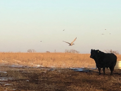Prime Hunting & Cattle Property in Southwestern Oklahoma - image 38