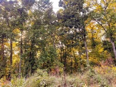 Mountain Land With Views For Sale in Newton County, Arkansas - image 2