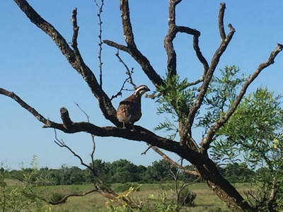 480 Acre Hunting and Cattle Ranch in Harmon County, SW OK - image 38