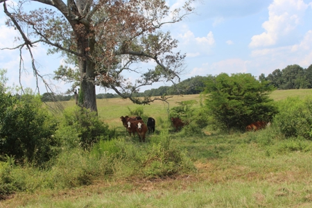 Farm For Sale with Barndominium Copiah County Mississippi - image 42