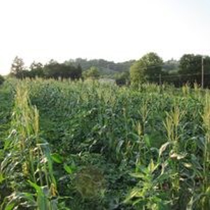 Waterfront Farm In Arkansas For Sale - image 12