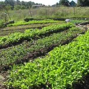 Waterfront Farm In Arkansas For Sale - image 6
