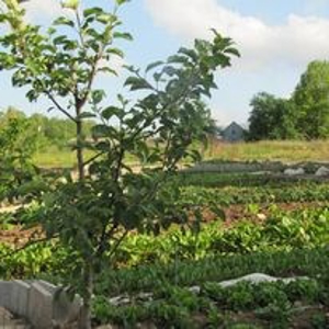 Waterfront Farm In Arkansas For Sale - image 5