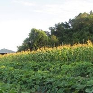 Waterfront Farm In Arkansas For Sale - image 10
