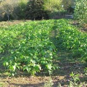 Waterfront Farm In Arkansas For Sale - image 15
