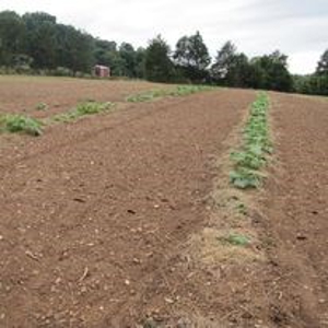 Waterfront Farm In Arkansas For Sale - image 11