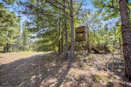Turn Key Hunting Property in Amite County, MS - image 12