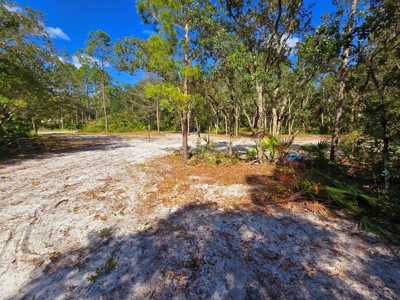 Land With Well, Septic, And Power For Sale In Steinhatchee - image 9