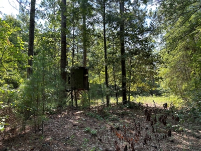 Rusk County Texas Recreational/Hunting Land For Sale - image 22