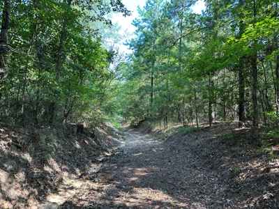 Rusk County Texas Recreational/Hunting Land For Sale - image 8
