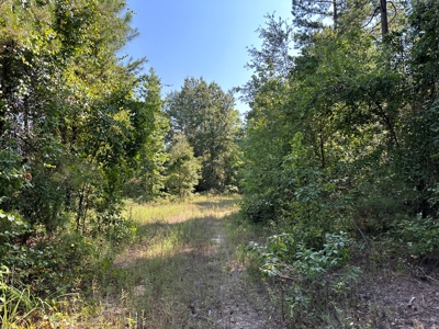 Rusk County Texas Recreational/Hunting Land For Sale - image 4