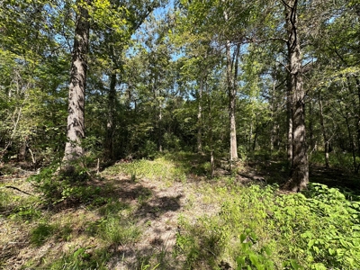 Rusk County Texas Recreational/Hunting Land For Sale - image 14