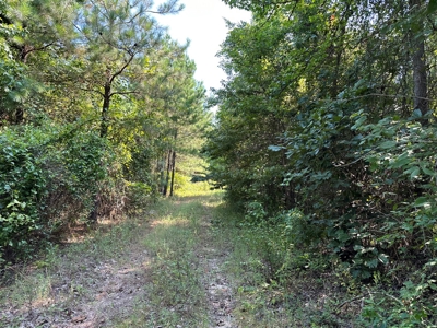Rusk County Texas Recreational/Hunting Land For Sale - image 2