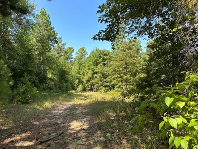 Rusk County Texas Recreational/Hunting Land For Sale - image 20