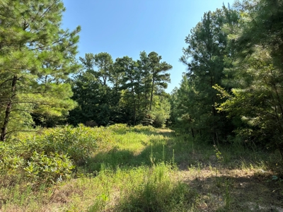 Rusk County Texas Recreational/Hunting Land For Sale - image 3