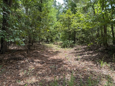 Rusk County Texas Recreational/Hunting Land For Sale - image 33