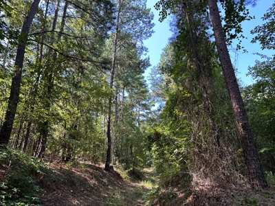 Rusk County Texas Recreational/Hunting Land For Sale - image 19