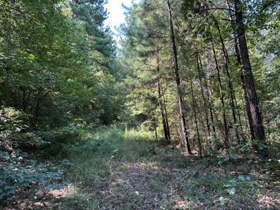 Rusk County Texas Recreational/Hunting Land For Sale - image 17