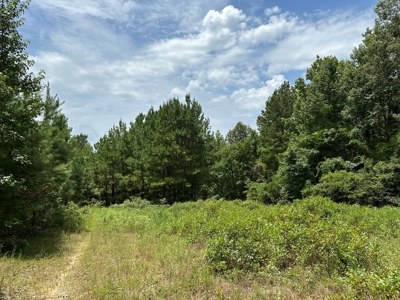 Rusk County Texas Recreational/Hunting Land For Sale - image 37
