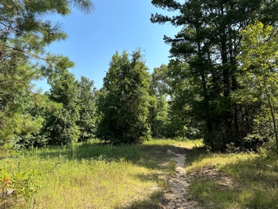Rusk County Texas Recreational/Hunting Land For Sale - image 10
