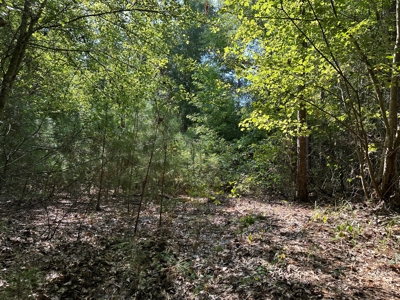 Rusk County Texas Recreational/Hunting Land For Sale - image 6