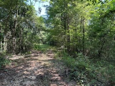 Rusk County Texas Recreational/Hunting Land For Sale - image 12
