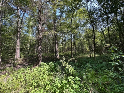 Rusk County Texas Recreational/Hunting Land For Sale - image 13