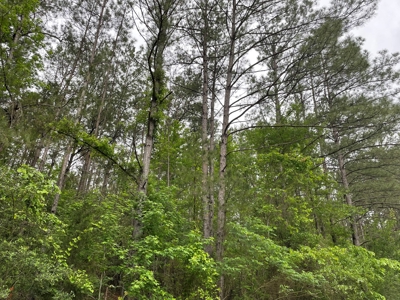 Houston County Texas Recreational/Hunting Land For Sale - image 12